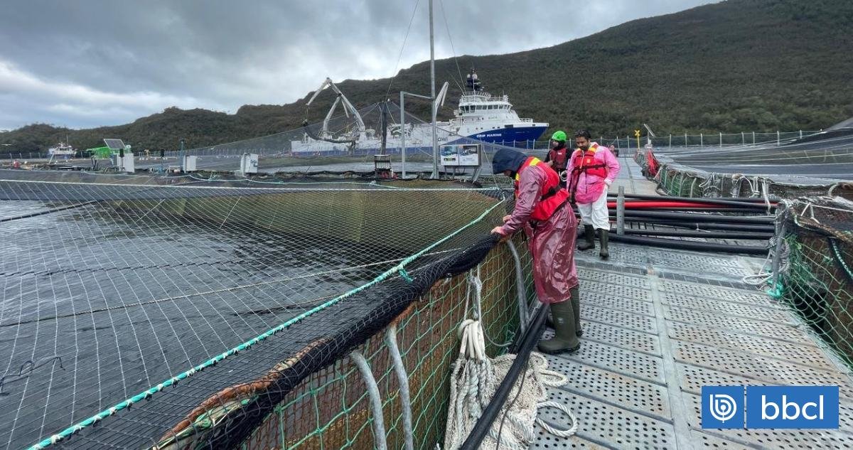 Sernapesca identifica nuevo foco de virus ISA en centro de cultivo salmonero de Aysén