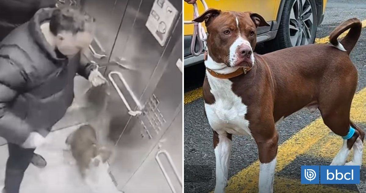 Detienen a sujeto tras brutal agresión contra su cachorro en ascensor de Ñuñoa